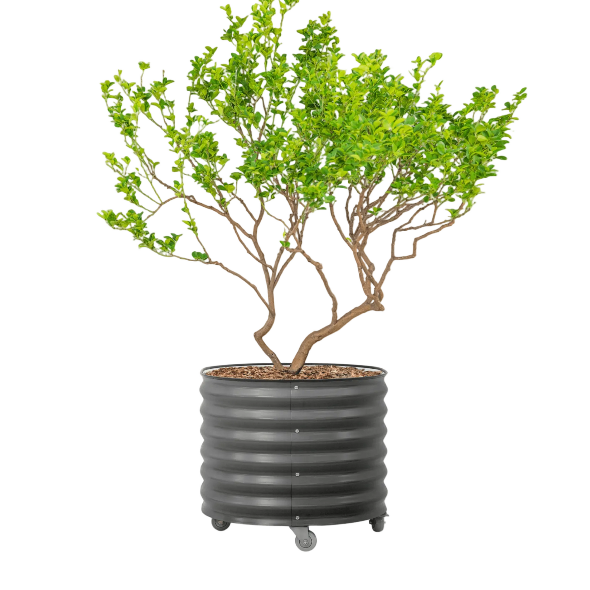 Potted plant with green leaves in a ribbed grey Vego planter on wheels with a white background