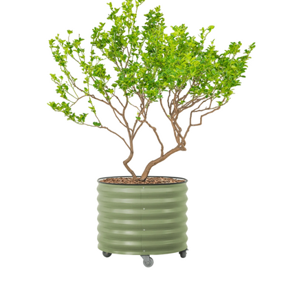 45 gallon Vego rolling planter, a ribbed green tree container on a white background