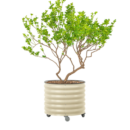 Potted plant in a decorative 45 gallon Vego rolling planter on wheels on a white background