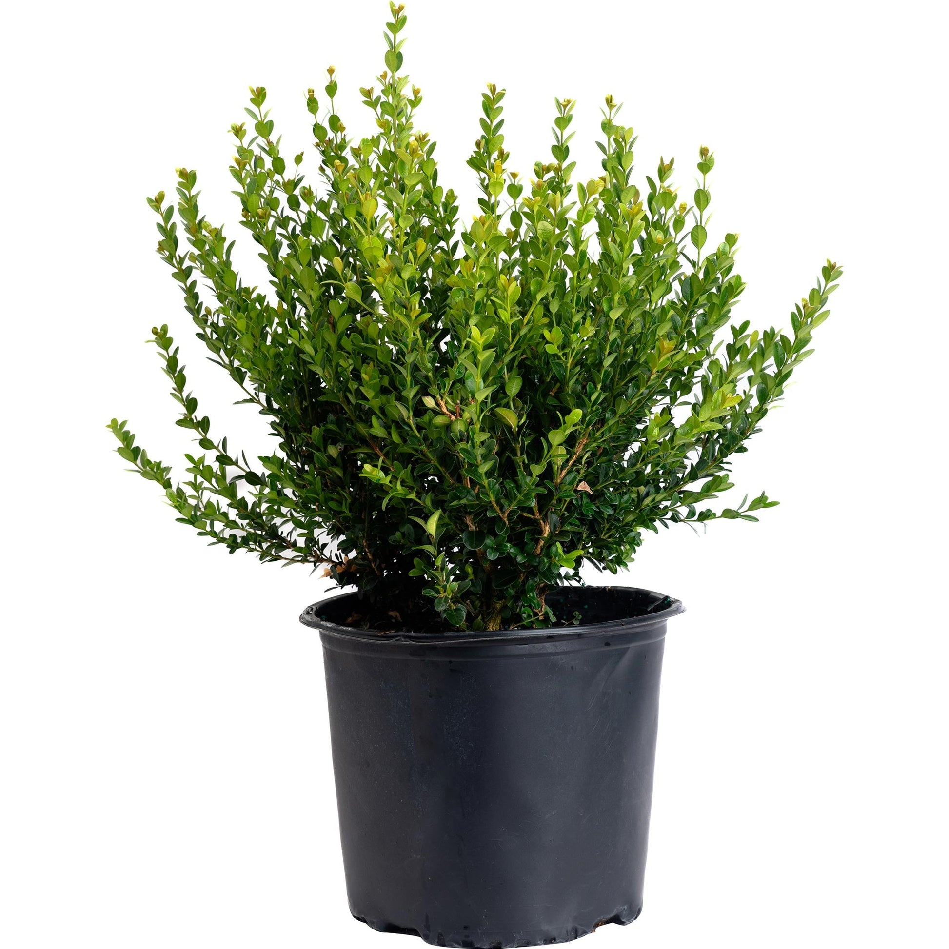 Winter Gem Boxwood plant in a black plastic pot with dense green foliage on Tampa Home & Garden Store