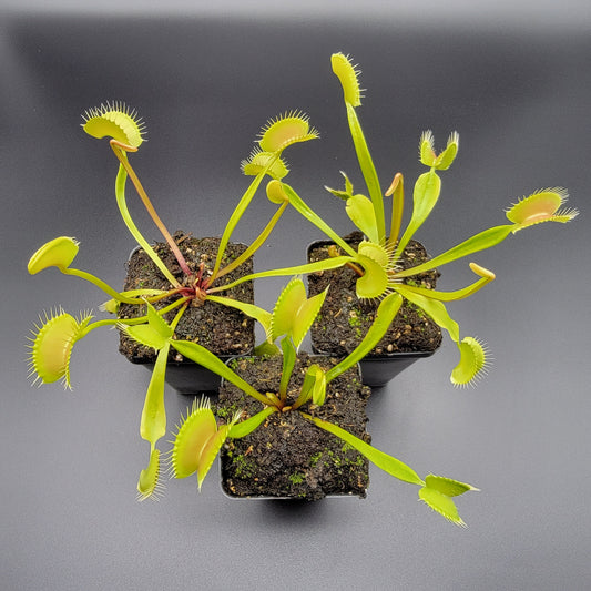 Venus Flytrap Plant 'B52' x 'Ginormous'