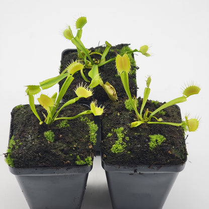 Venus flytrap (Dionaea muscipula) 'Crispy sun'