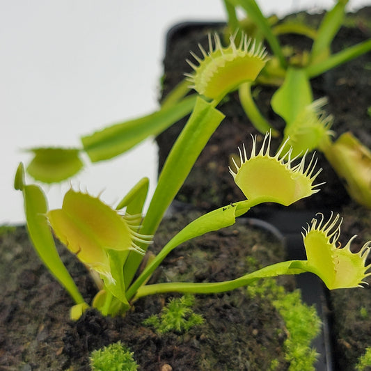 Venus flytrap (Dionaea muscipula) 'Crispy sun'