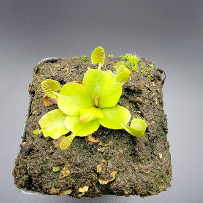 Venus flytrap cupped trap cultivar with bright lime-green traps on a mossy rock on Tampa Home & Garden Store