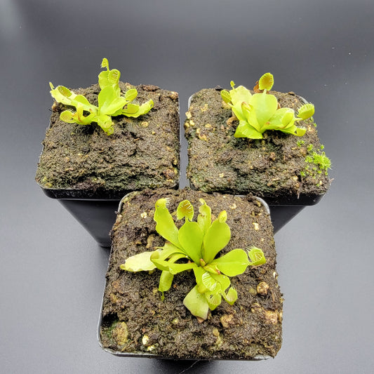 Three lime-green Venus flytraps cupped-trap by Rainbow Carnivorous Plants in bark substrate on Tampa Home & Garden Store