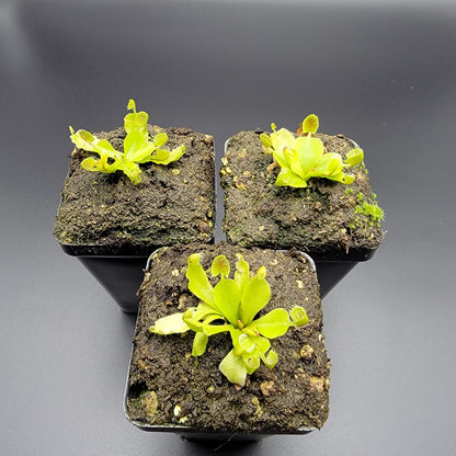 Venus flytrap Cupped Trap, set of 4, lime-green traps Rainbow Carnivorous Plants LLC on Tampa Home & Garden Store