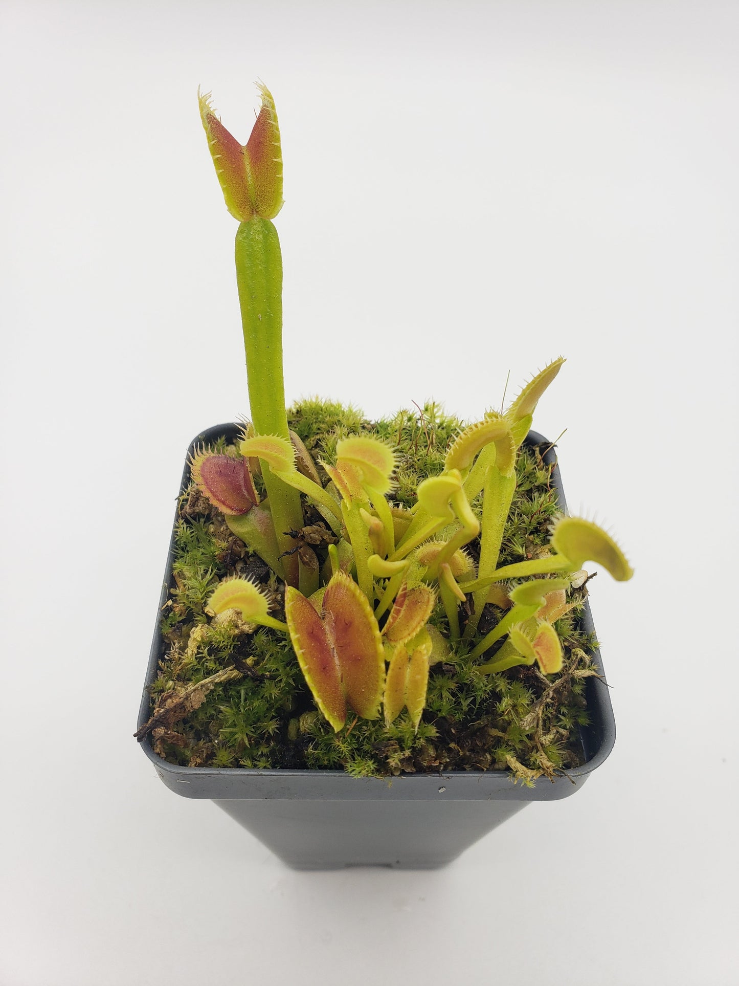 Venus Flytrap Plant "Dente"