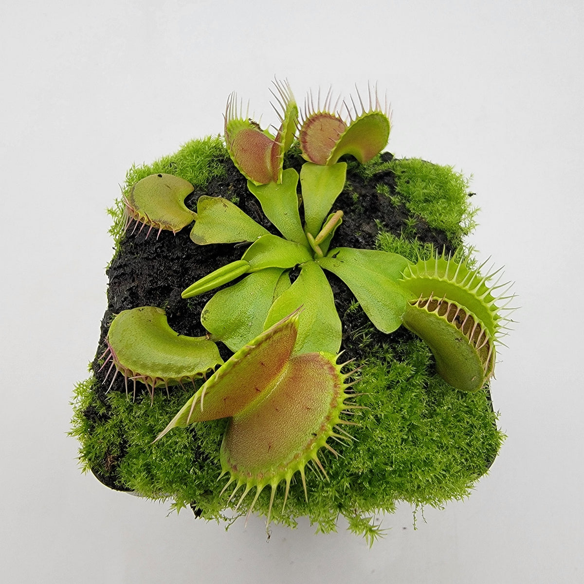 Venus flytrap Dingley Giant potted plant with green leaves, red traps Rainbow Carnivorous Plants on Tampa Home & Garden Store