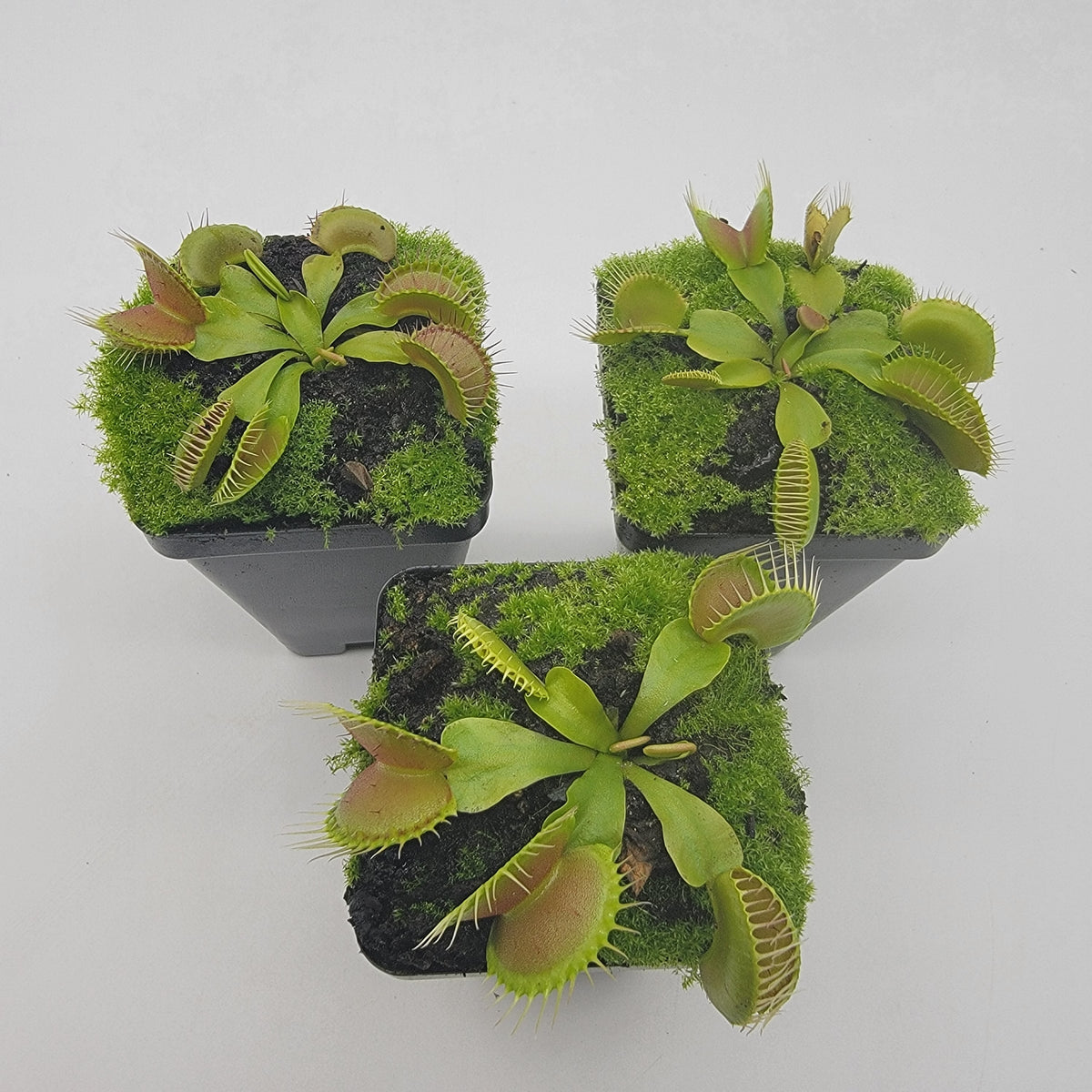 Venus flytrap Dingley Giant plant 3-potted moss display Rainbow Carnivorous Plants LLC on Tampa Home & Garden Store