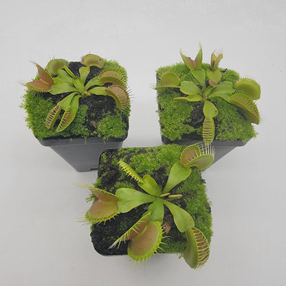 Venus flytrap Dingley Giant plant 3-potted moss display Rainbow Carnivorous Plants LLC on Tampa Home & Garden Store