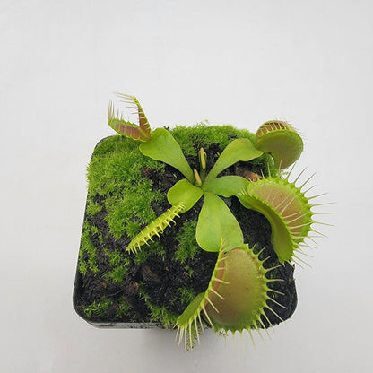Dingley Giant Venus Flytrap in mossy pot with green traps, Rainbow Carnivorous Plants LLC on Tampa Home & Garden Store
