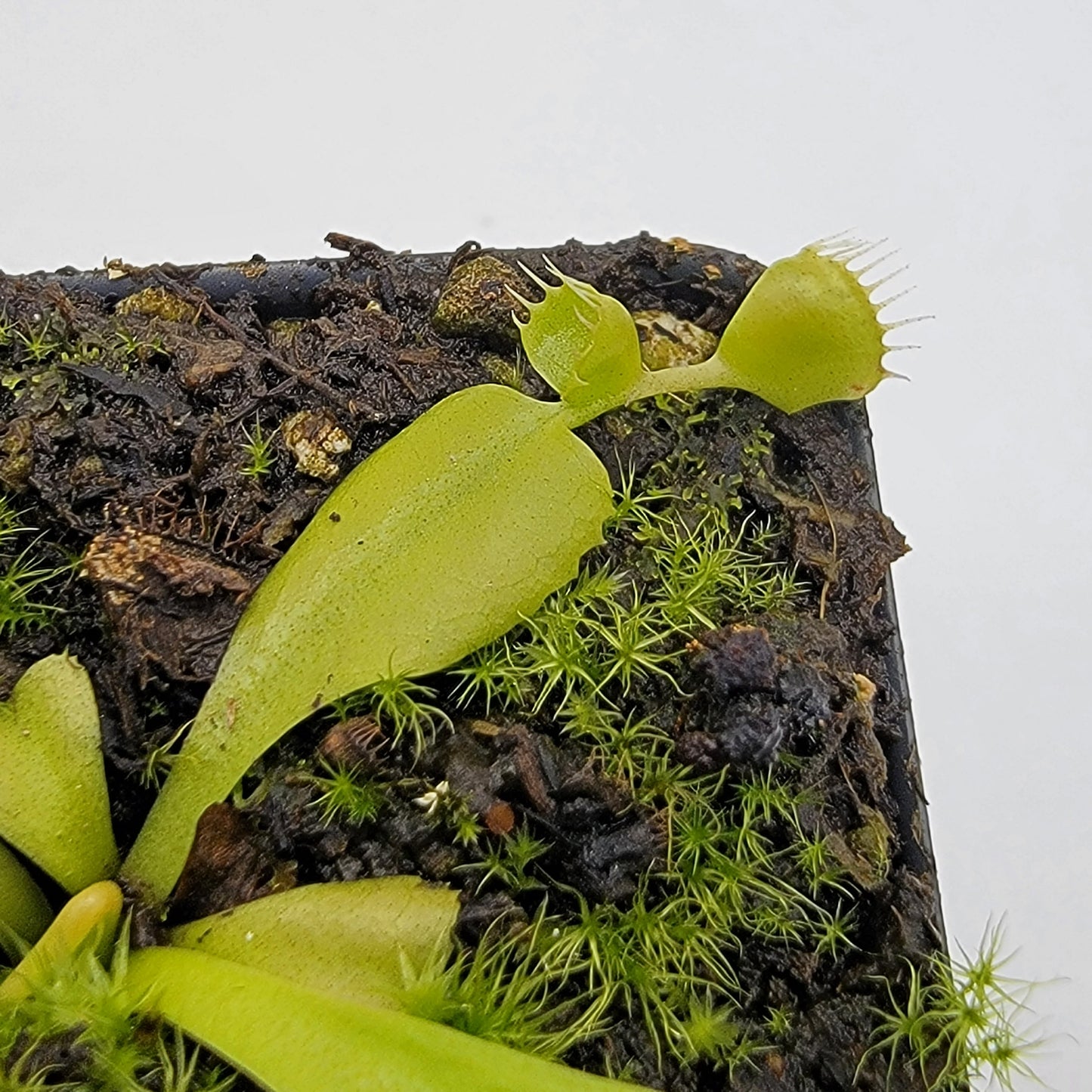 Venus Flytrap Plant 'Double Trouble'