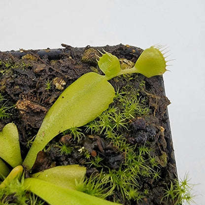 Venus Flytrap Plant 'Double Trouble'