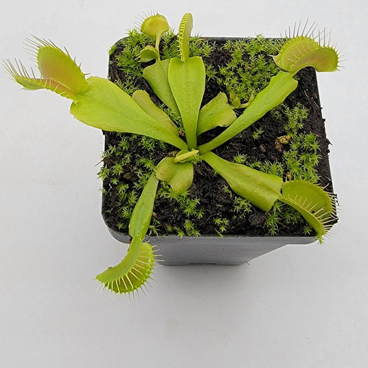 Venus Flytrap Plant 'Double Trouble'