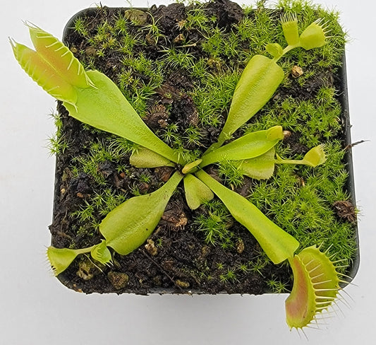 Venus Flytrap Plant 'Double Trouble'