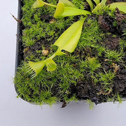 Venus Flytrap Plant 'Double Trouble'