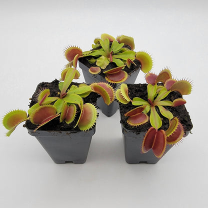Venus Flytrap Plant 'FTS Flaming Lips'