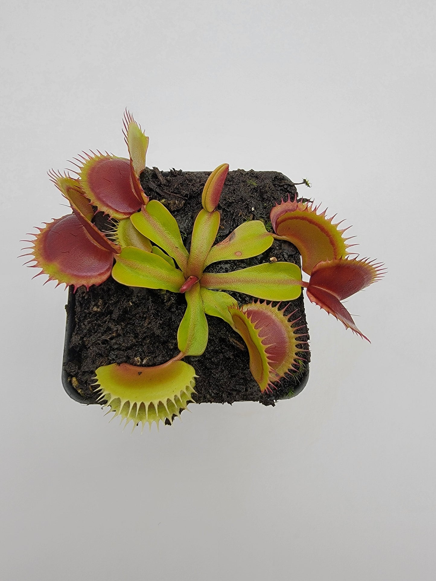 Venus Flytrap Plant 'FTS Flaming Lips'