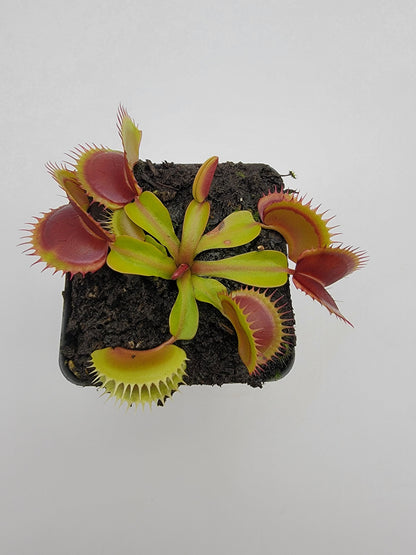 Venus Flytrap Plant 'FTS Flaming Lips'