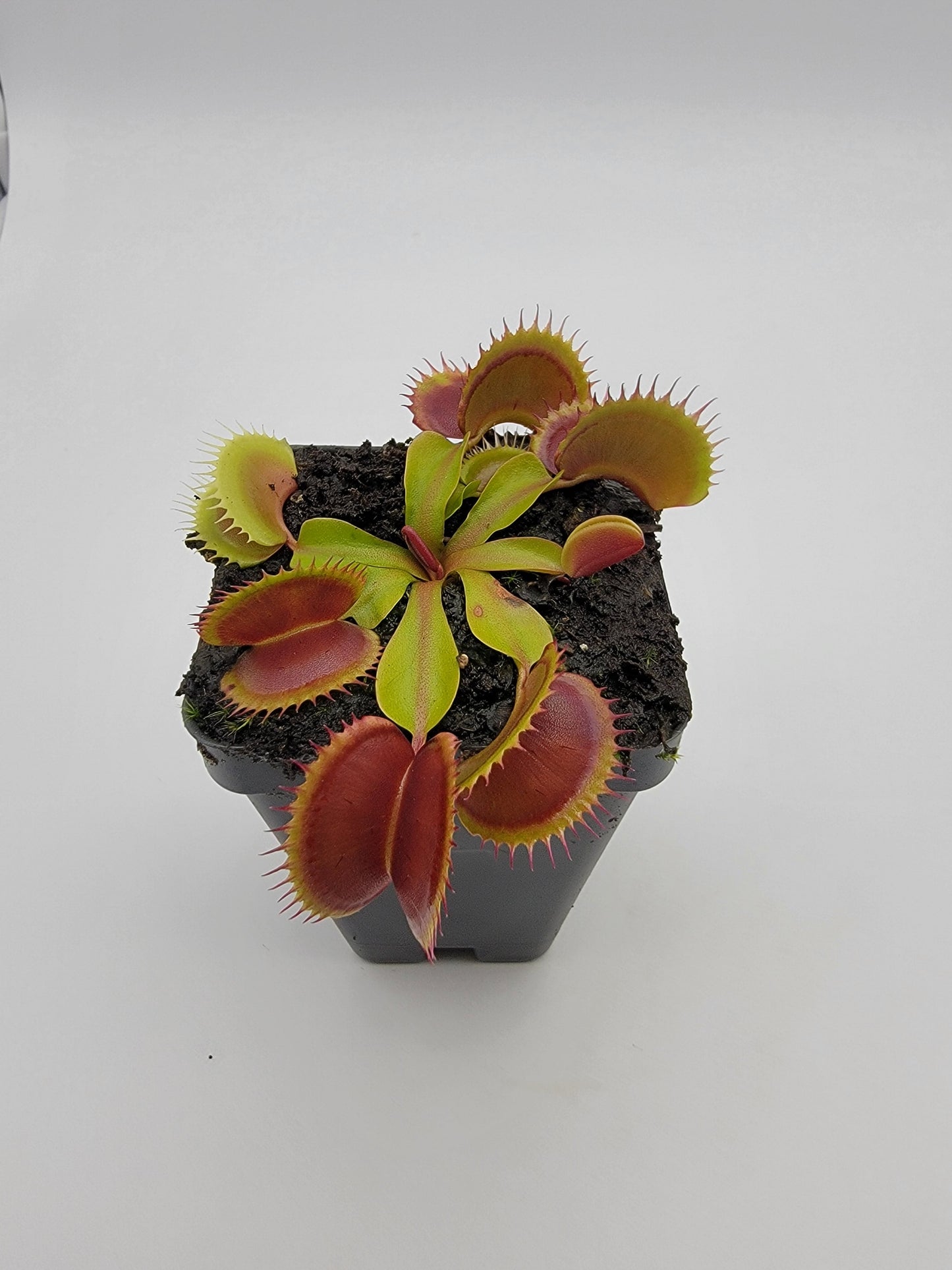 Venus Flytrap Plant 'FTS Flaming Lips'
