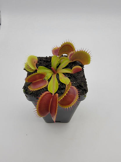 Venus Flytrap Plant 'FTS Flaming Lips'