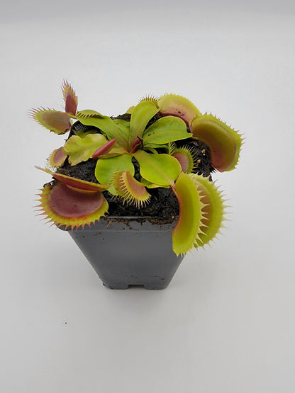 Venus Flytrap Plant 'FTS Flaming Lips'