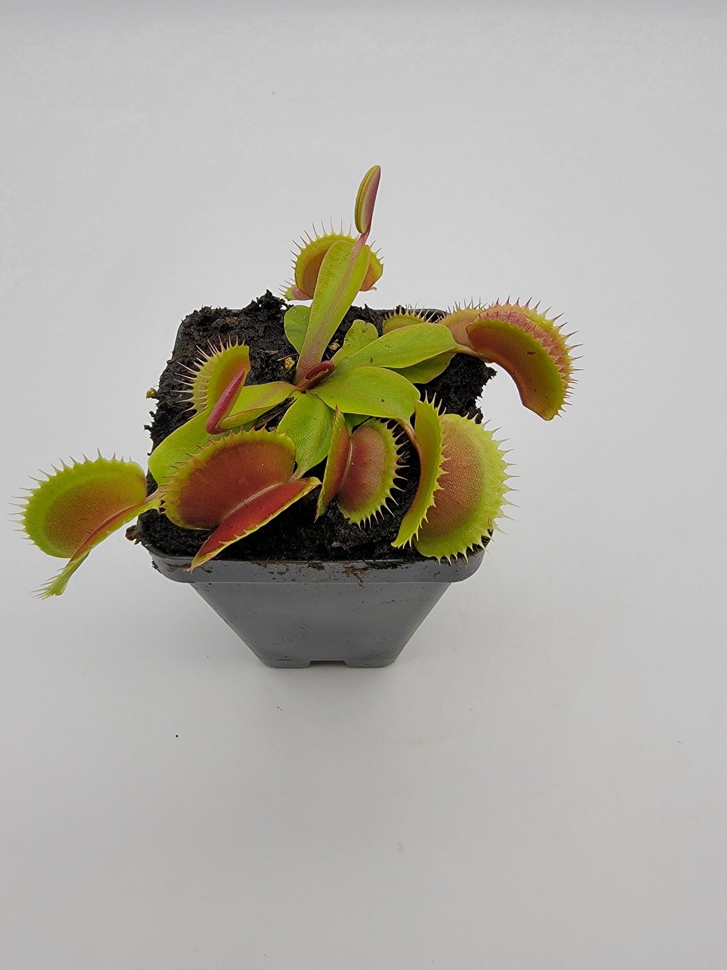 Venus Flytrap Plant 'FTS Flaming Lips'