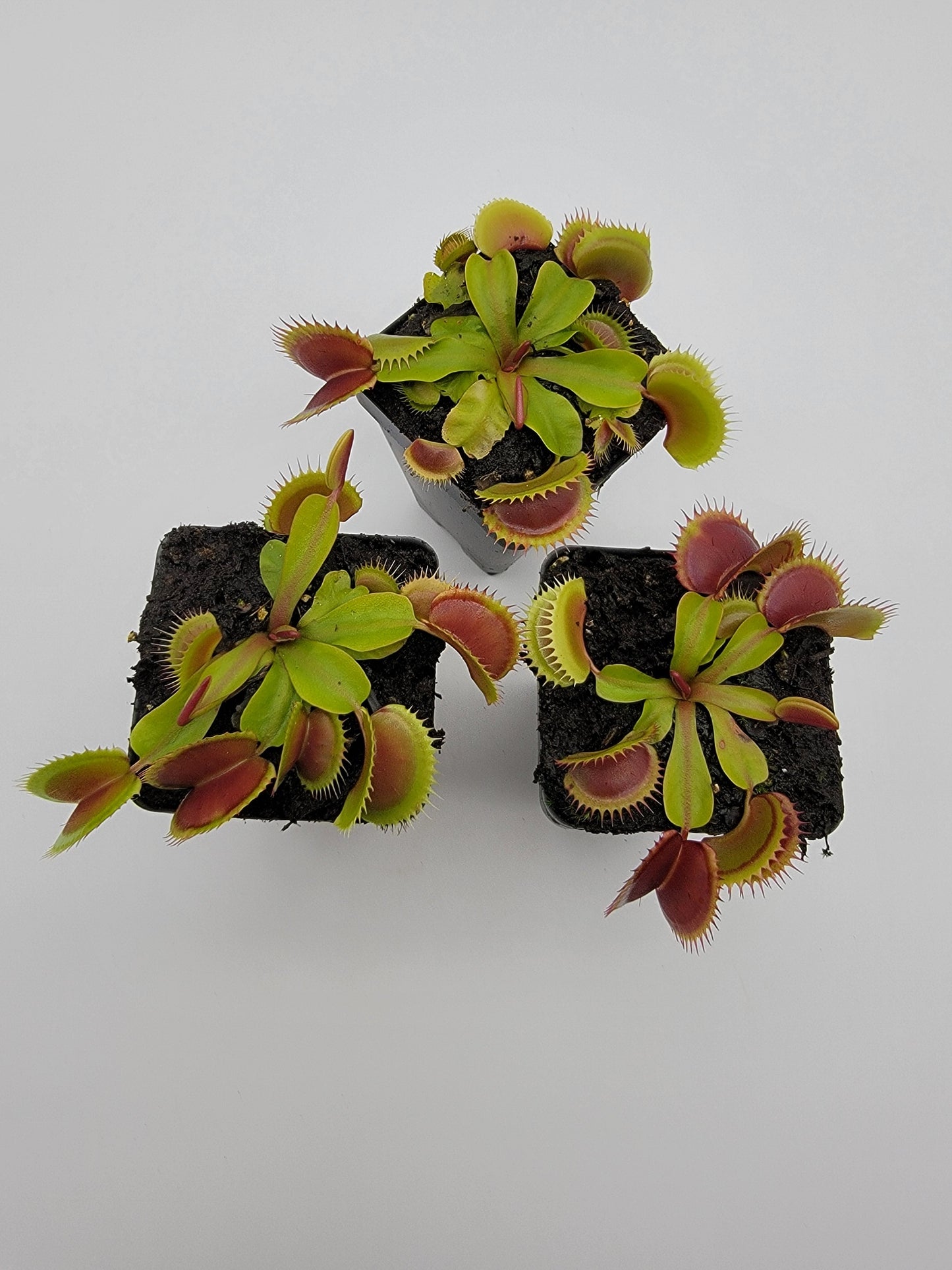 Venus Flytrap Plant 'FTS Flaming Lips'
