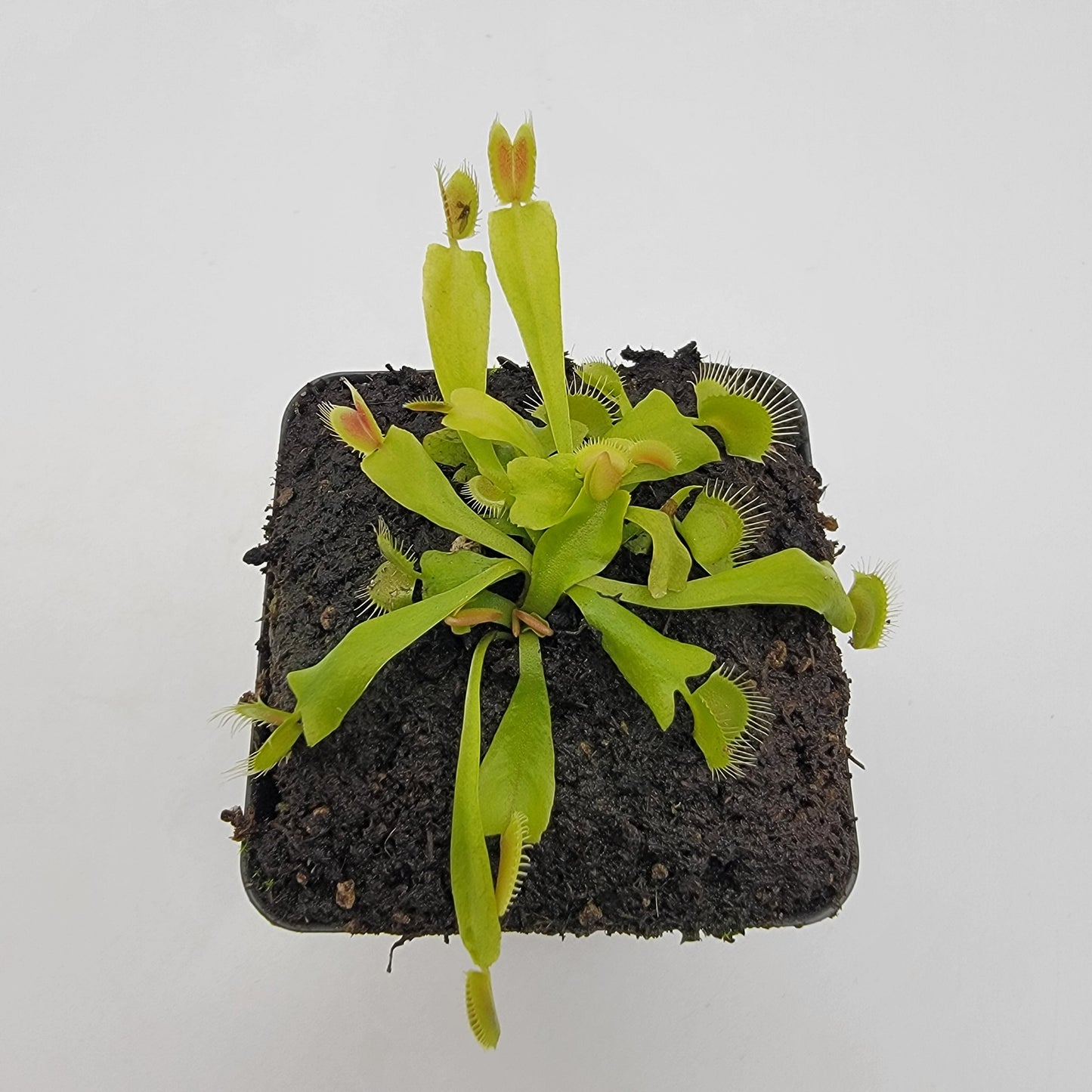 Venus Flytrap Plant 'GJ Phalanx'