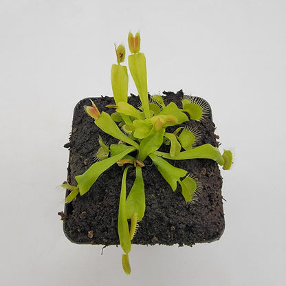 Venus Flytrap Plant 'GJ Phalanx'