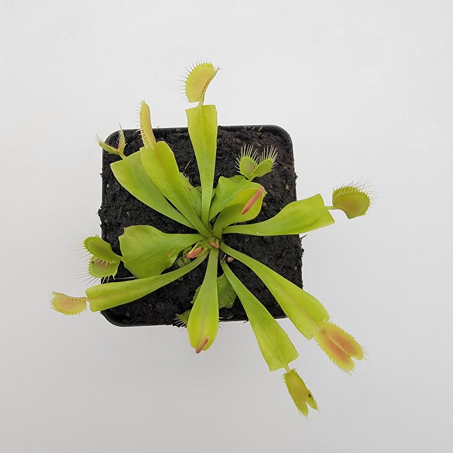 Venus Flytrap Plant 'GJ Phalanx'