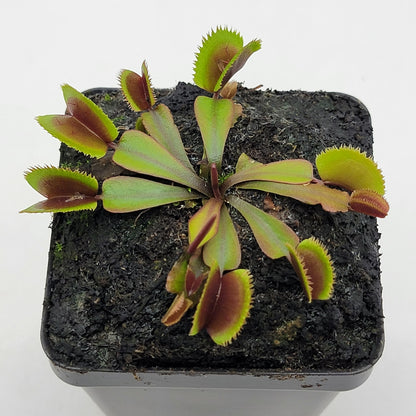 Venus flytrap Midnight potted houseplant, Dionaea muscipula, Rainbow Carnivorous Plants LLC on Tampa Home & Garden Store