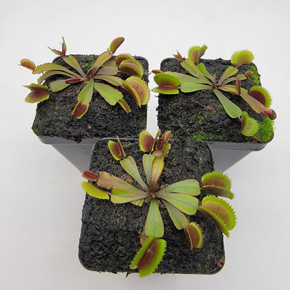 Venus flytrap Midnight potted houseplant; two rosettes with red traps in dark soil on Tampa Home & Garden Store