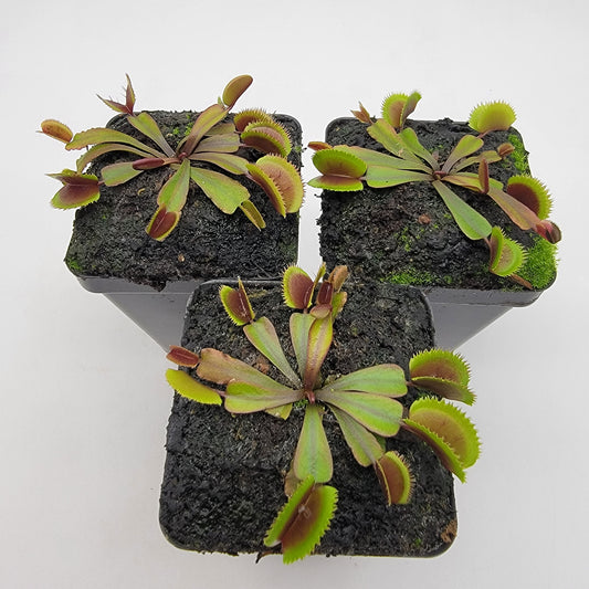 Venus flytrap Midnight potted houseplant; two rosettes with red traps in dark soil on Tampa Home & Garden Store