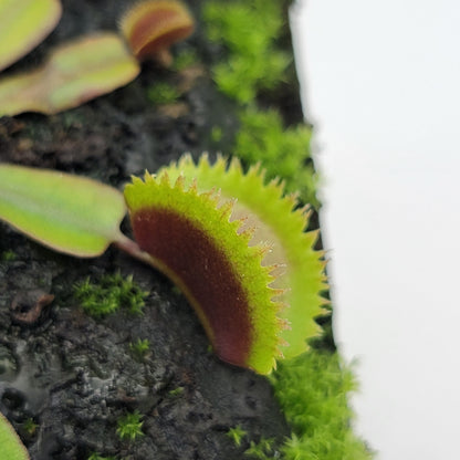 Venus flytrap Midnight cultivar with green traps and red inner lobes in mossy potting soil on Tampa Home & Garden Store