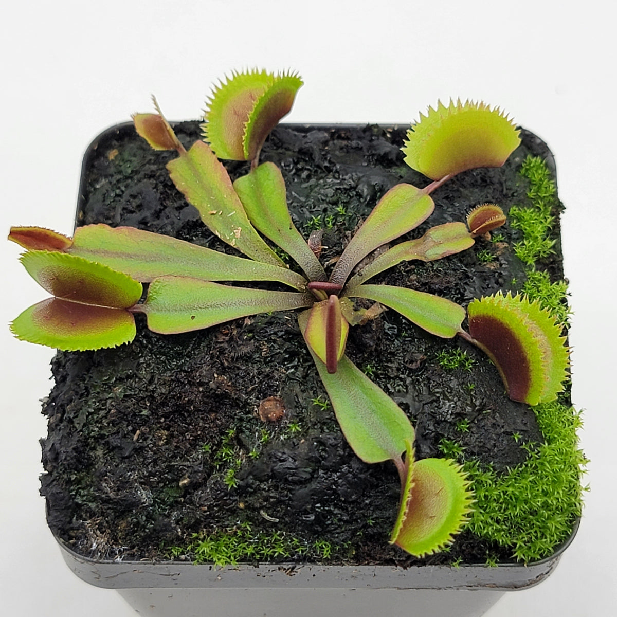 Venus flytrap Midnight in a potted houseplant with green-to-red traps on Tampa Home & Garden Store