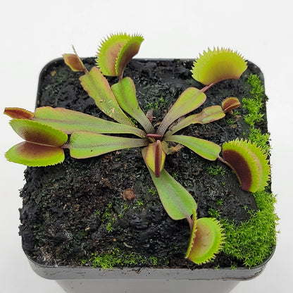 Venus flytrap Midnight in a potted houseplant with green-to-red traps on Tampa Home & Garden Store
