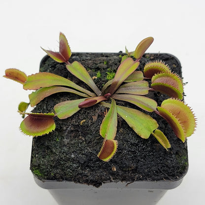 Venus flytrap Midnight, potted houseplant with reddish-green traps in a black pot on Tampa Home & Garden Store