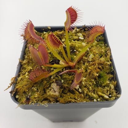 Venus Flytrap Plant 'Kayan'