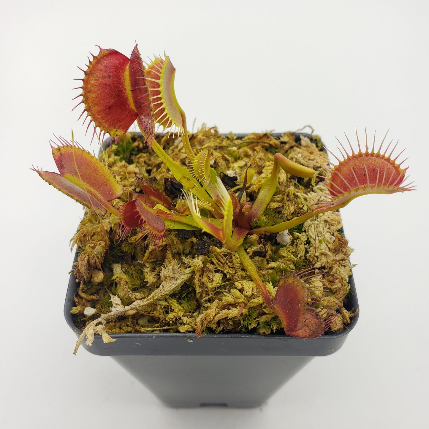 Venus Flytrap Plant 'Kayan'