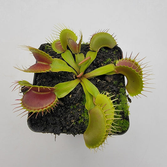 Venus flytrap (Dionaea muscipula)  'Low Giant' x 'Jaws smiley'