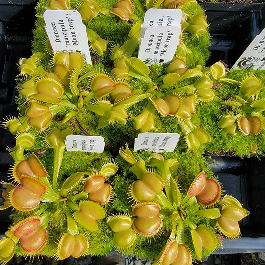 Venus Flytrap Plant 'Moon trap'