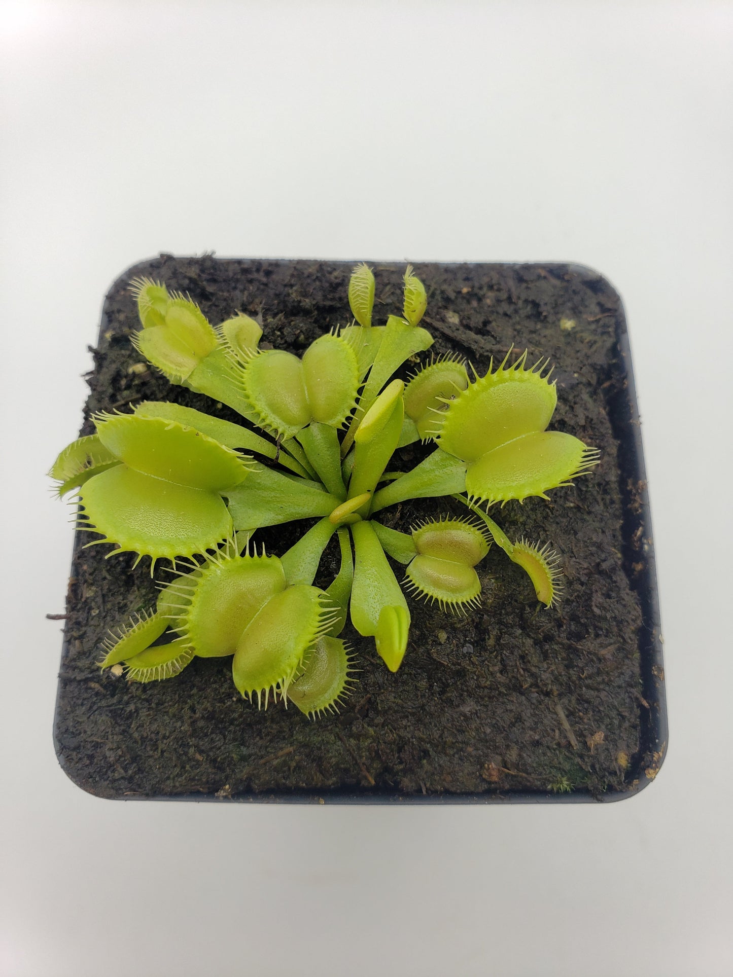 Venus Flytrap Plant 'Moon trap'