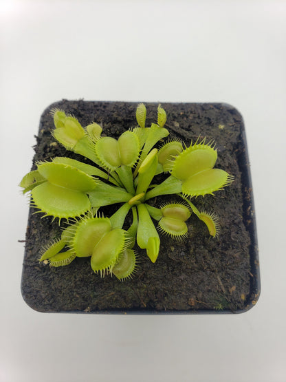 Venus Flytrap Plant 'Moon trap'