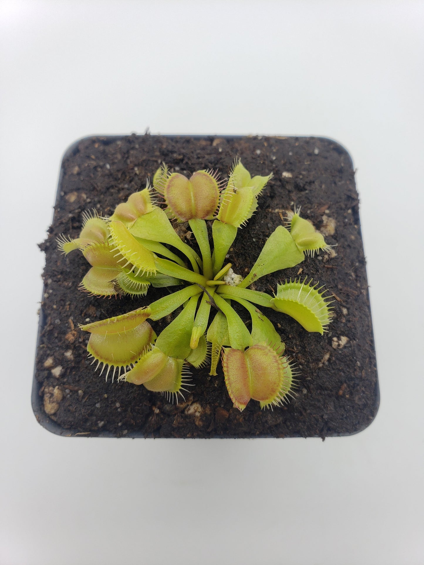 Venus Flytrap Plant 'Moon trap'