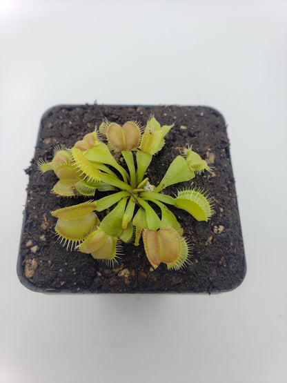 Venus Flytrap Plant 'Moon trap'
