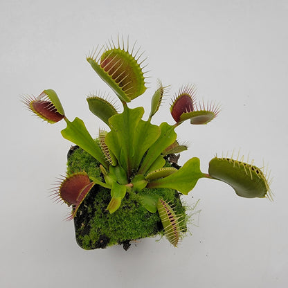 Venus Flytrap Plant  "Pinnacle" x 'DC-XL'