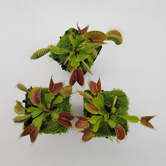 Venus Flytrap Plant  "Pinnacle" x 'DC-XL'