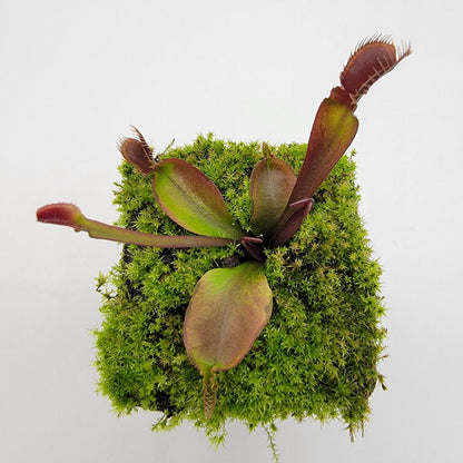 Venus Flytrap Plant 'Red Fused Petiole'