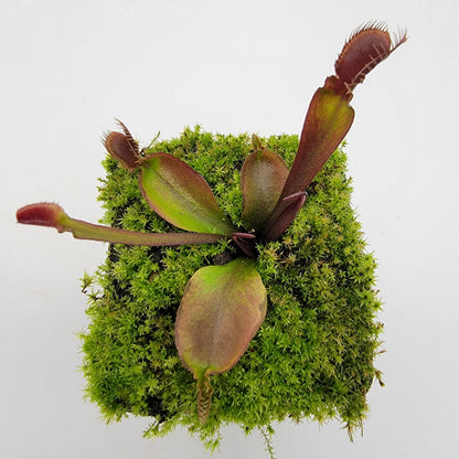 Venus Flytrap Plant 'Red Fused Petiole'